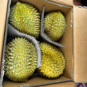 金枕榴莲