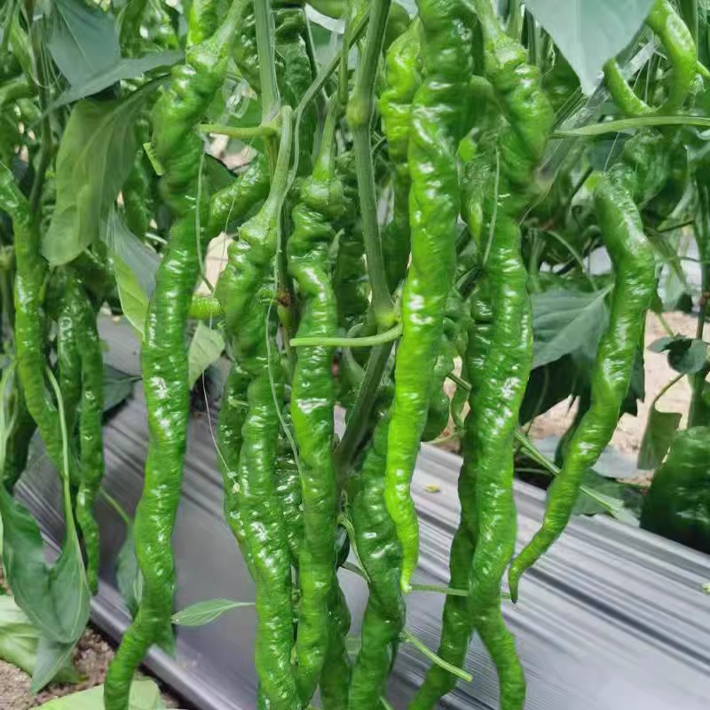 螺丝椒产地大量有货，支持商超电商平台量大从优。