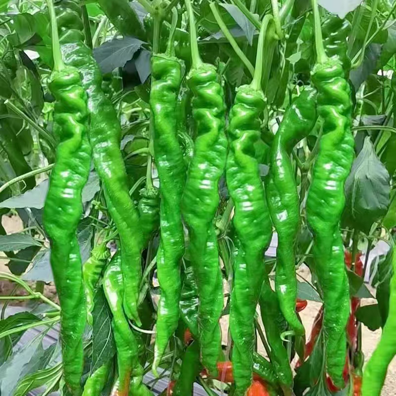 螺丝椒产地大量有货，支持商超电商平台量大从优。