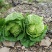 高山黄心大白菜