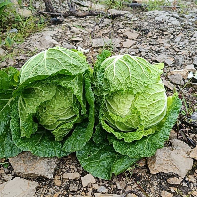 高山黄心大白菜