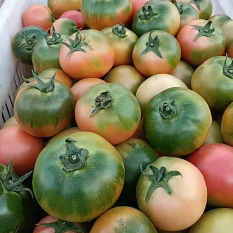 草莓西红柿