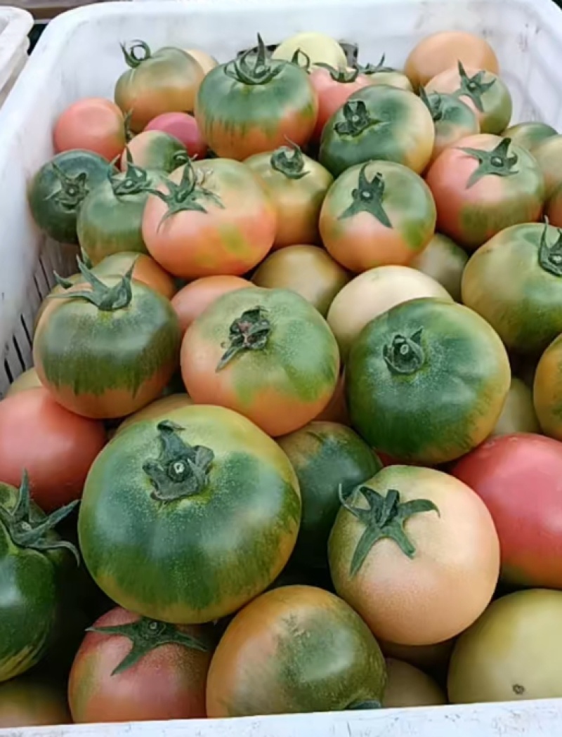 草莓西红柿
