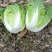 高山黄心大白菜