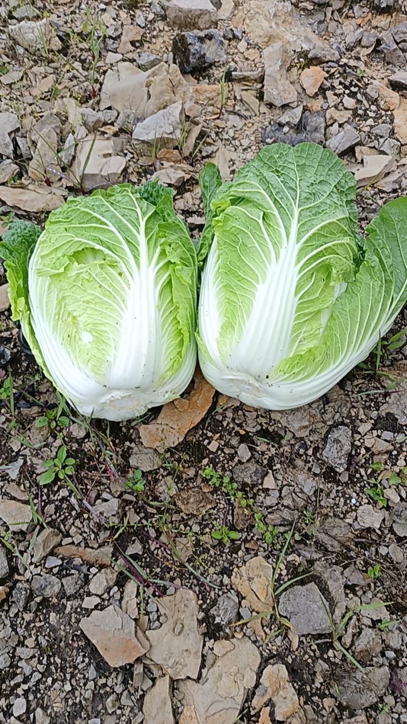 高山黄心大白菜