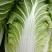 高山黄心大白菜