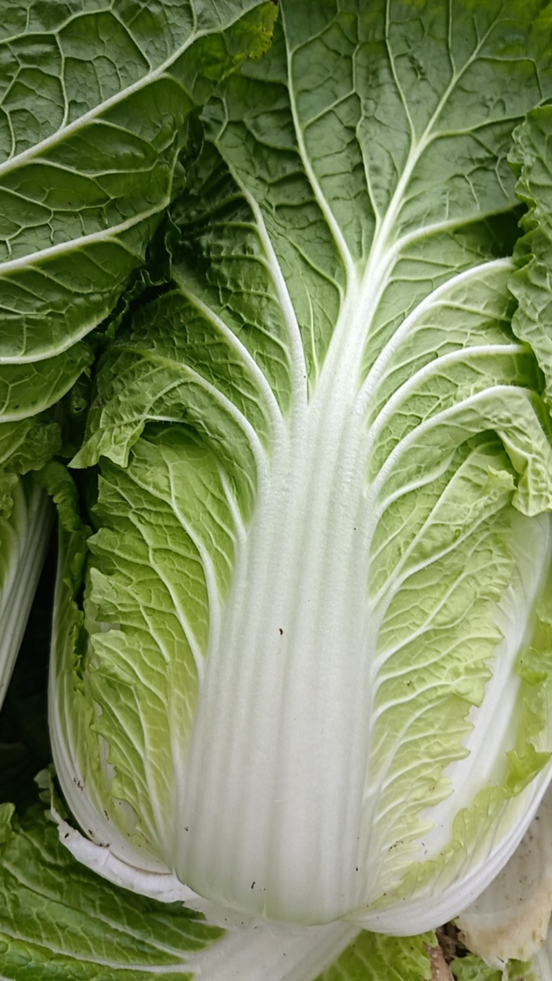 高山黄心大白菜