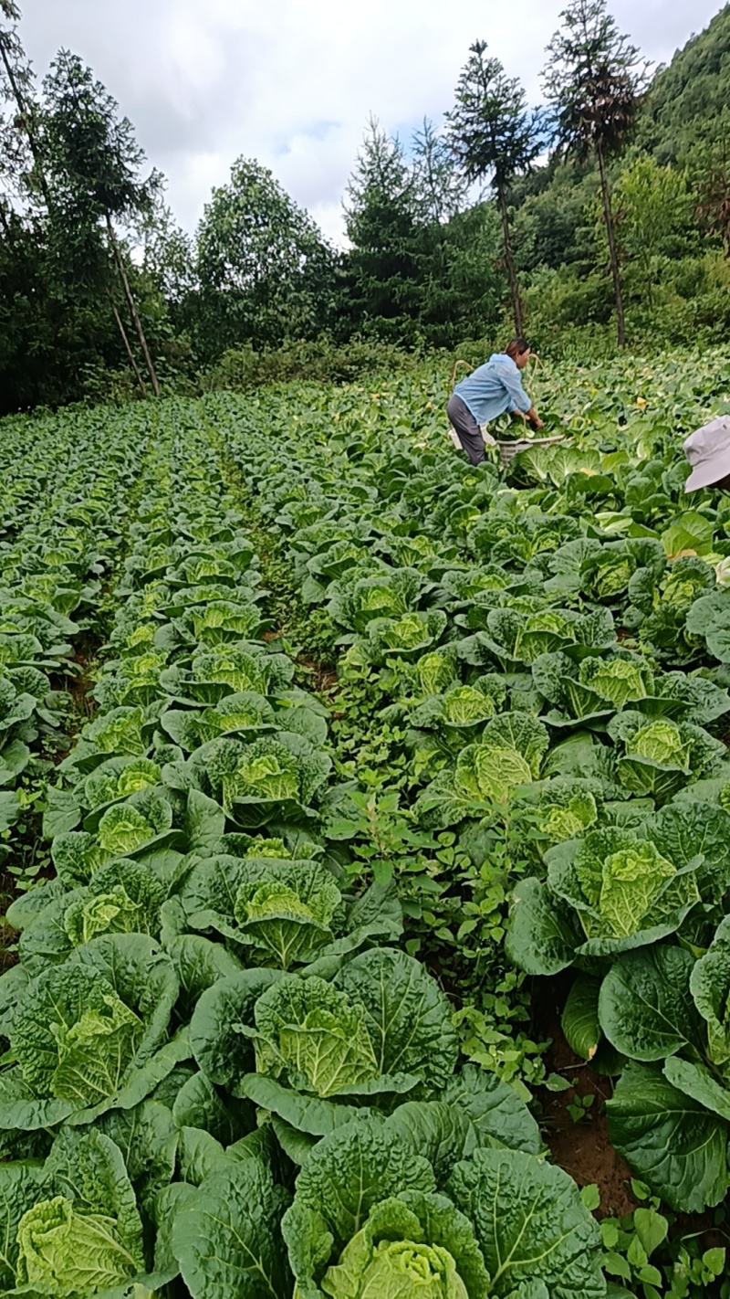 高山黄心大白菜