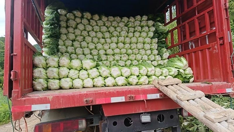 高山黄心大白菜