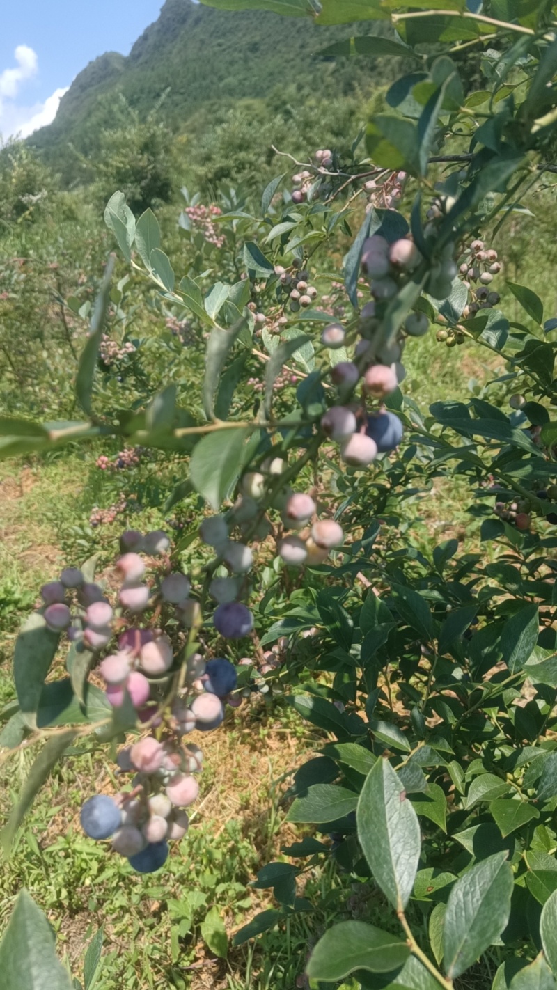 自家基地种植蓝莓