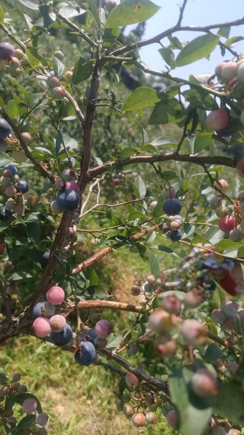 自家基地种植蓝莓