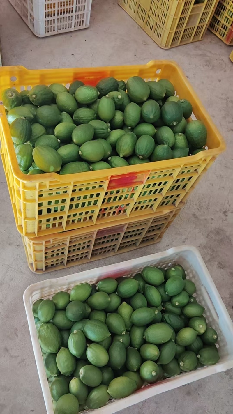 香水柠檬质杠杠的