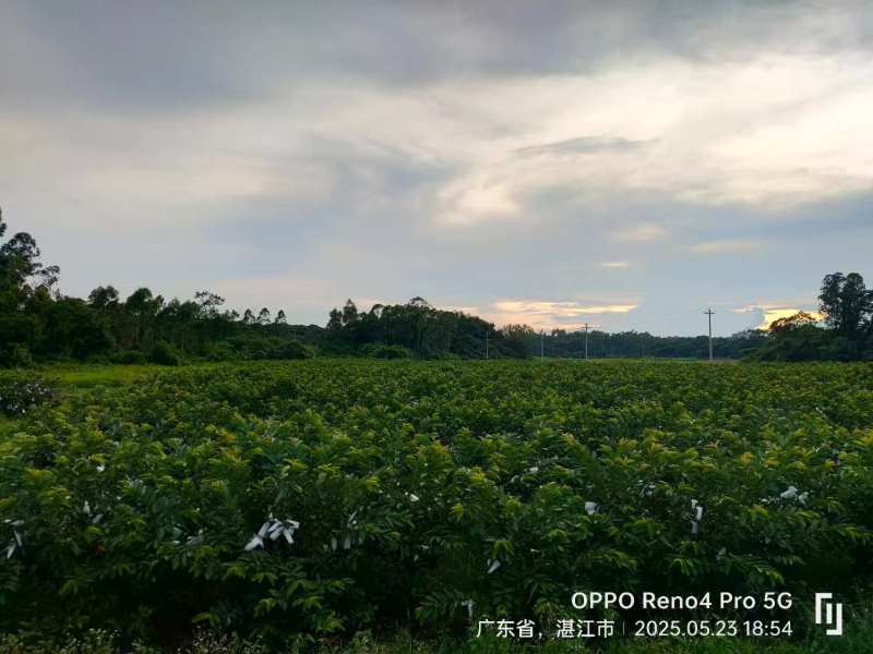 红心芭乐基地直发品质保证诚信经营价格实惠