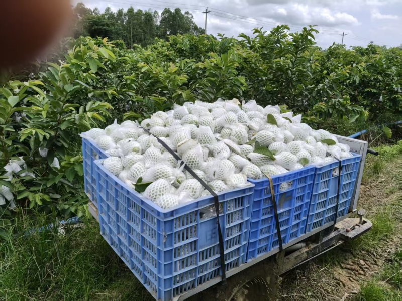 红心芭乐基地直发品质保证诚信经营价格实惠