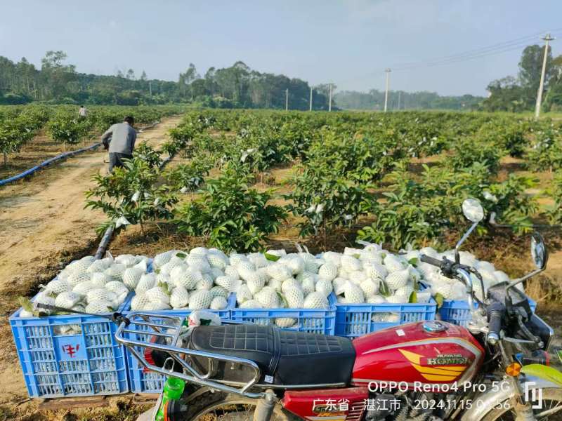 红心芭乐基地直发品质保证诚信经营价格实惠