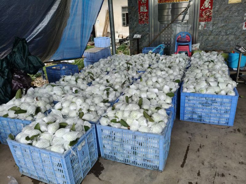 红心芭乐基地直发品质保证诚信经营价格实惠