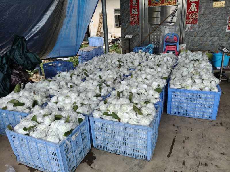 红心芭乐基地直发品质保证诚信经营价格实惠