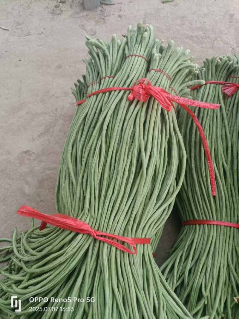 一手货源，精品豆角，视频看货，青条豆角，
