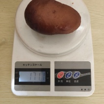 鸡宝