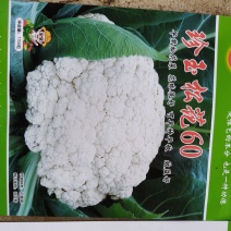 有机菜花苗