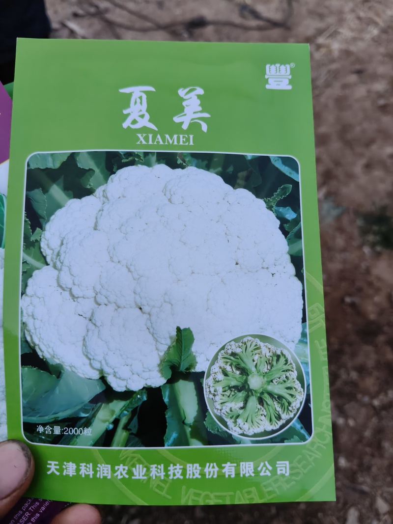 有机菜花苗