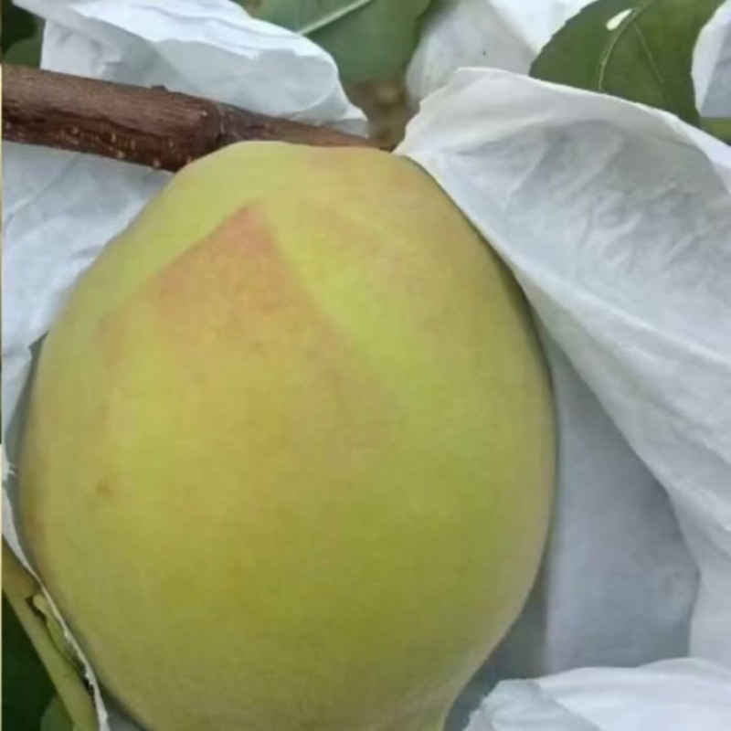 鹰嘴桃