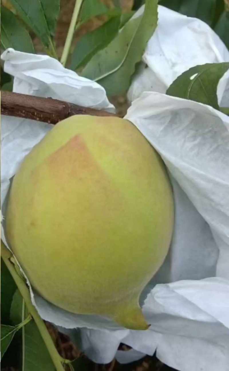 鹰嘴桃