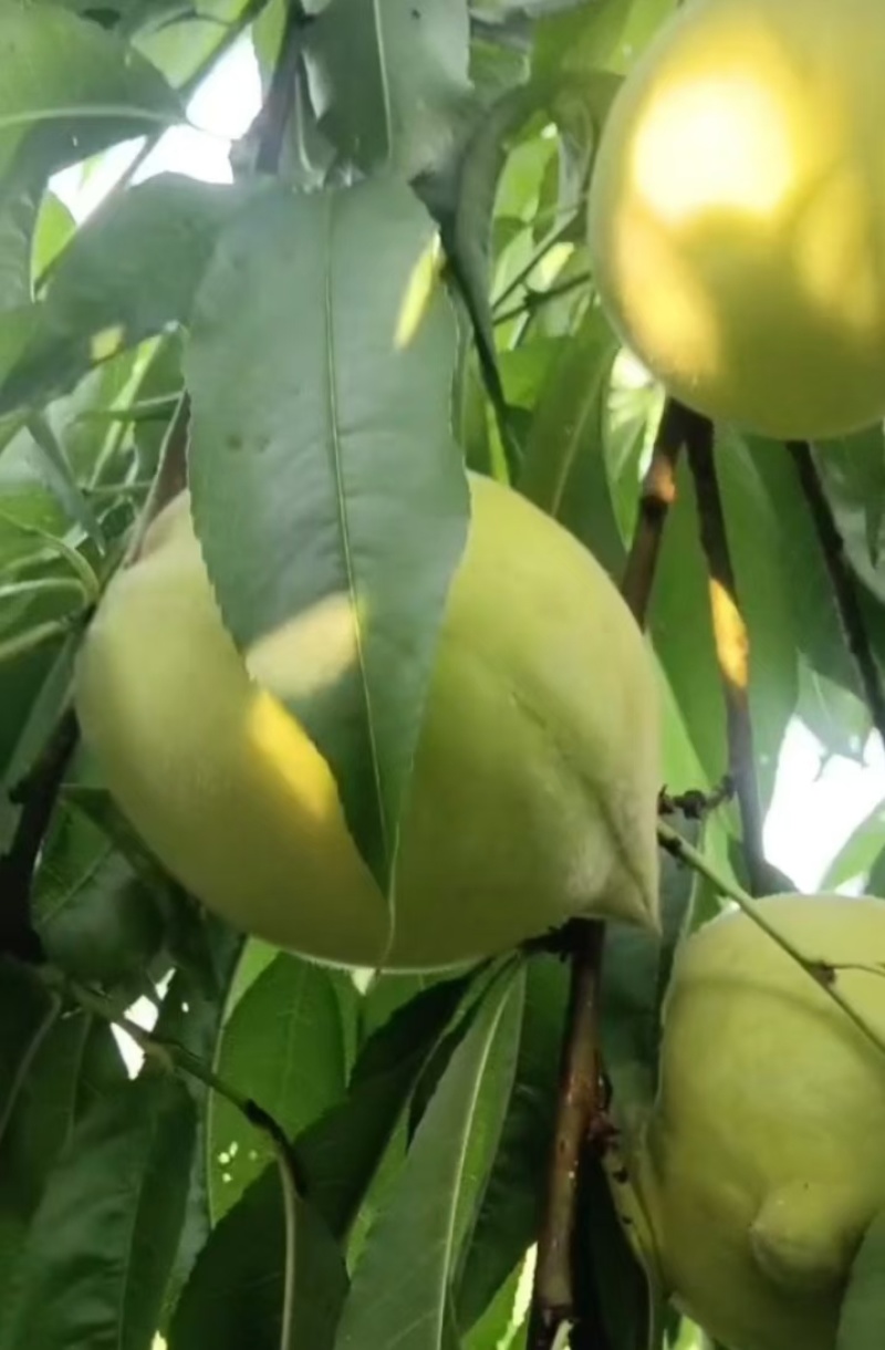 鹰嘴桃