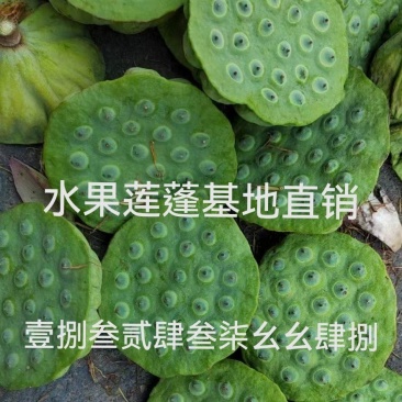 供应莲蓬、鲜蓬蓬