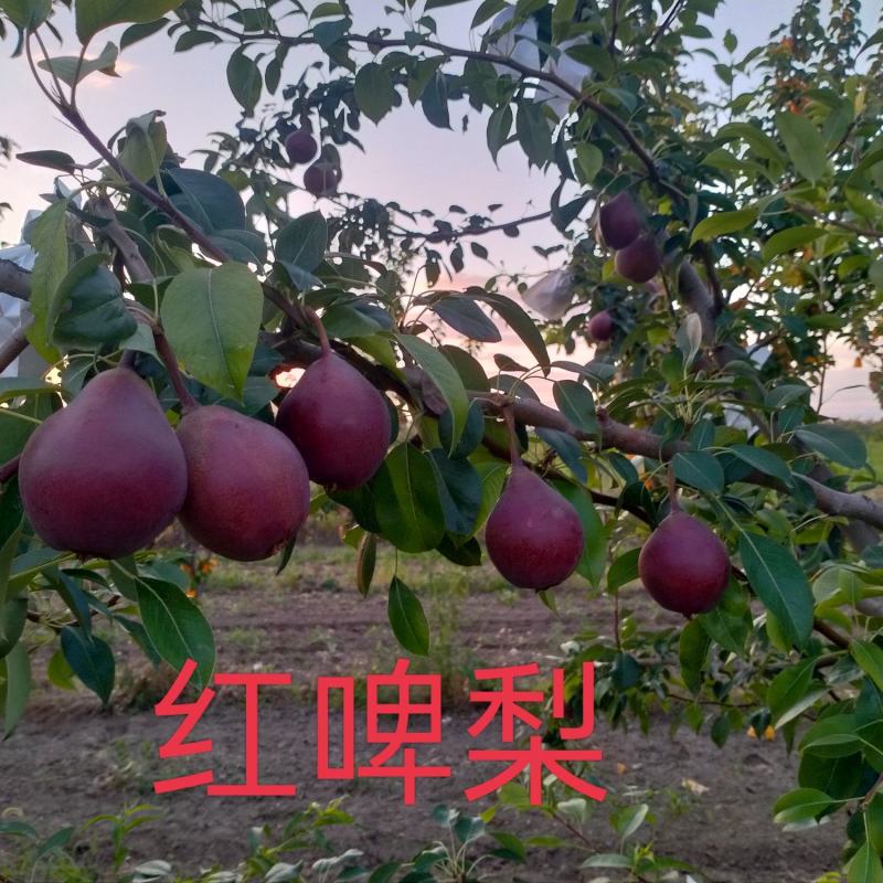 红啤梨