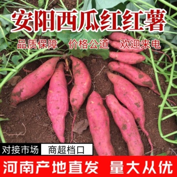 西瓜红红薯大量供应中价格美丽对接市场商超档口量大从优