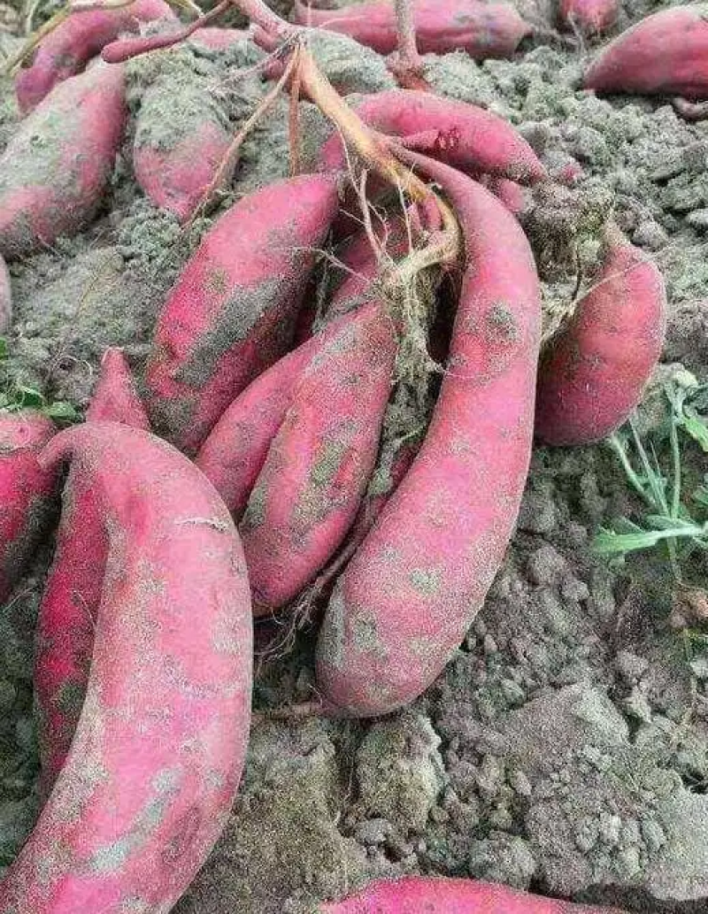 西瓜红红薯大量供应中价格美丽对接市场商超档口量大从优