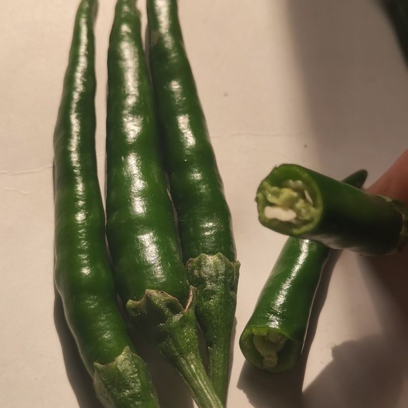 辣椒大批量上市95-55-67-50！欢迎订数量