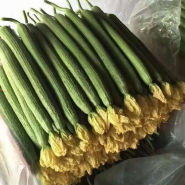 【丝瓜】精品鲜花丝瓜箱装支持各种包装对接电商