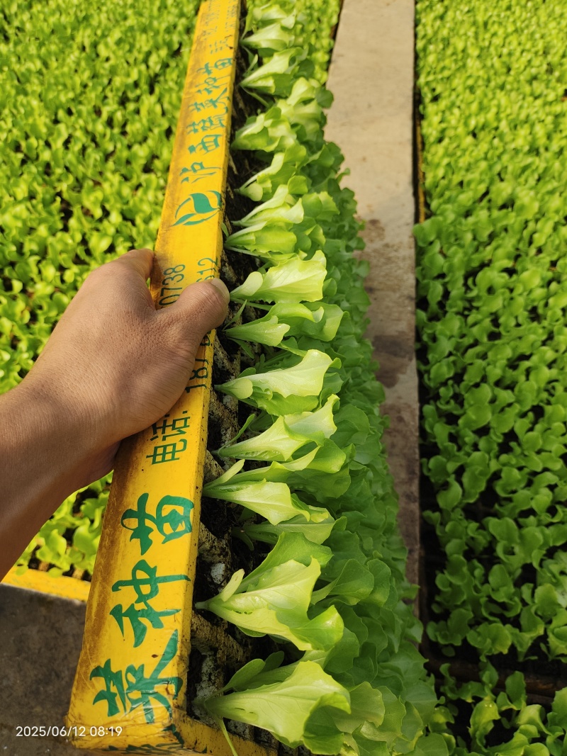 意大利蔬菜苗子