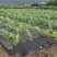 红心宽叶石菖蒲峨眉山深山基地现挖现发新鲜批发直供