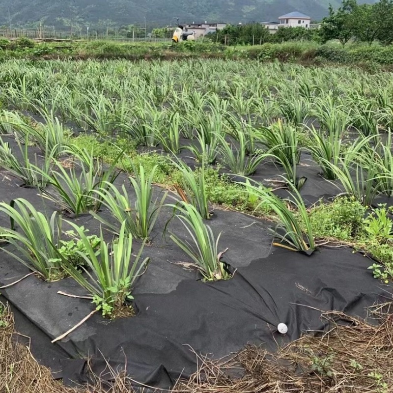 红心宽叶石菖蒲峨眉山深山基地现挖现发新鲜批发直供