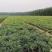 红心宽叶石菖蒲峨眉山深山基地现挖现发新鲜批发直供