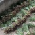 红心宽叶石菖蒲峨眉山深山基地现挖现发新鲜批发直供