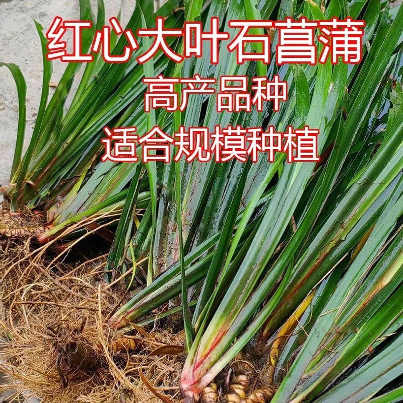 红心宽叶石菖蒲峨眉山深山基地现挖现发新鲜批发直供