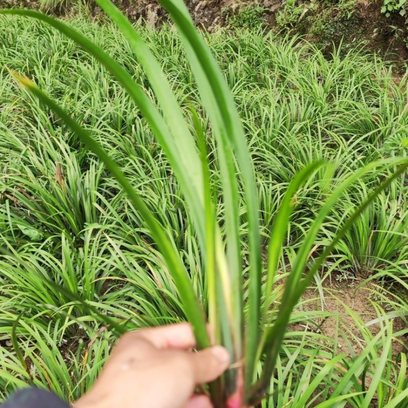 红心宽叶石菖蒲峨眉山深山基地现挖现发新鲜批发直供