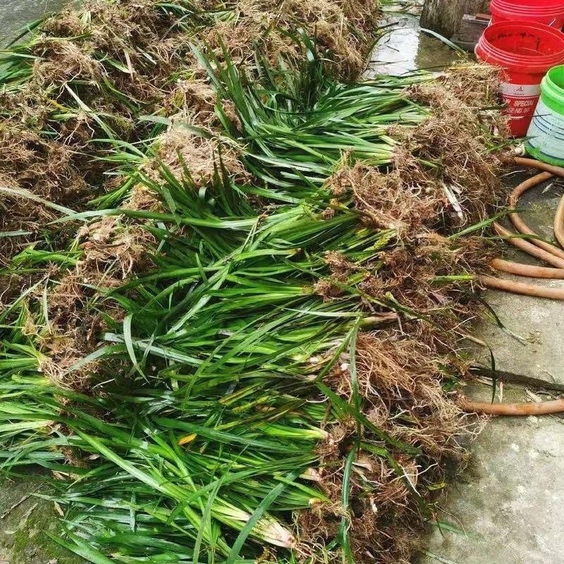 红心宽叶石菖蒲峨眉山深山基地现挖现发新鲜批发直供