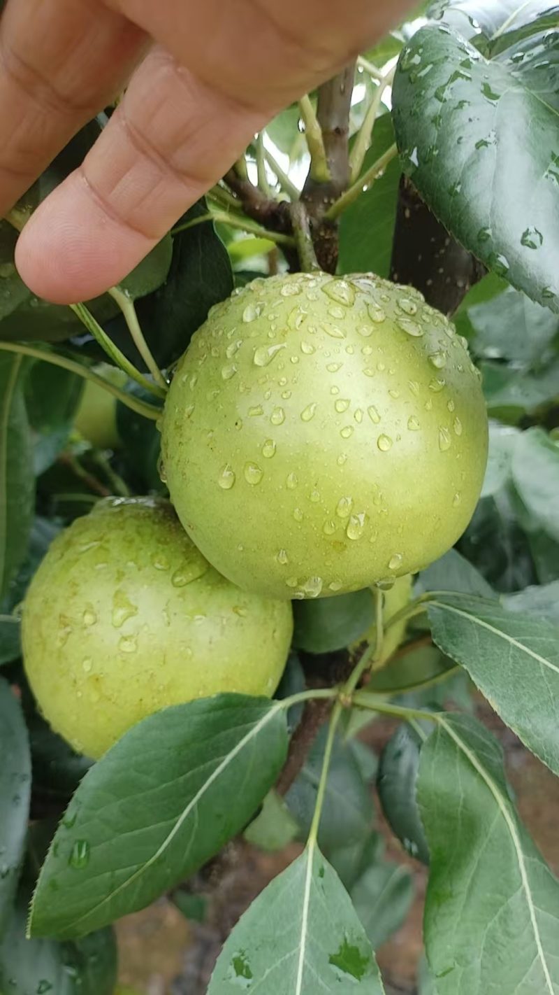 苍溪正宗翠冠梨，皮薄汁多