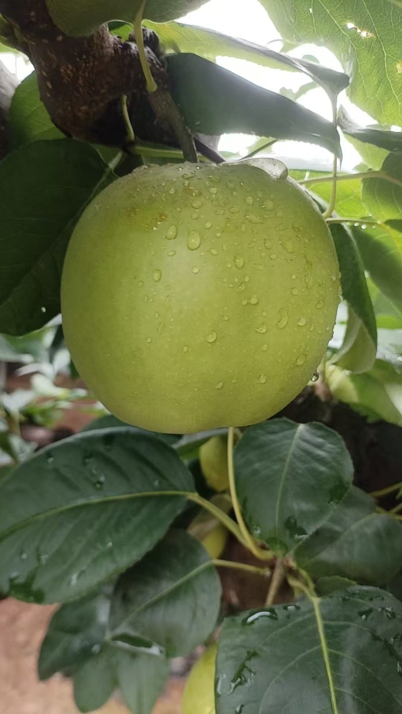 苍溪正宗翠冠梨，皮薄汁多