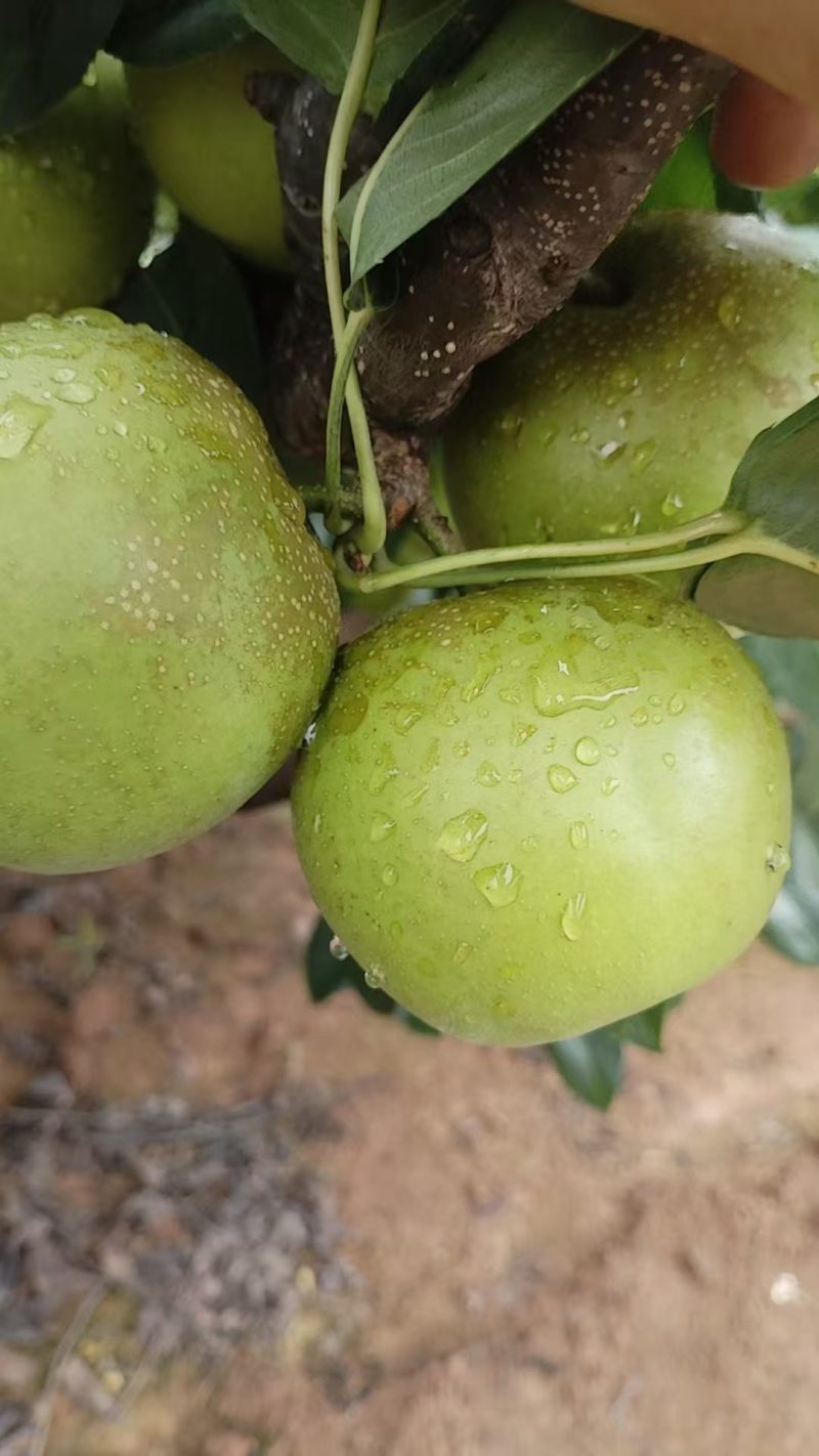 苍溪正宗翠冠梨，皮薄汁多
