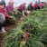 川麦冬种苗基地现挖现发新鲜免修剪直供批发零售