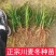 川麦冬种苗基地现挖现发新鲜免修剪直供批发零售
