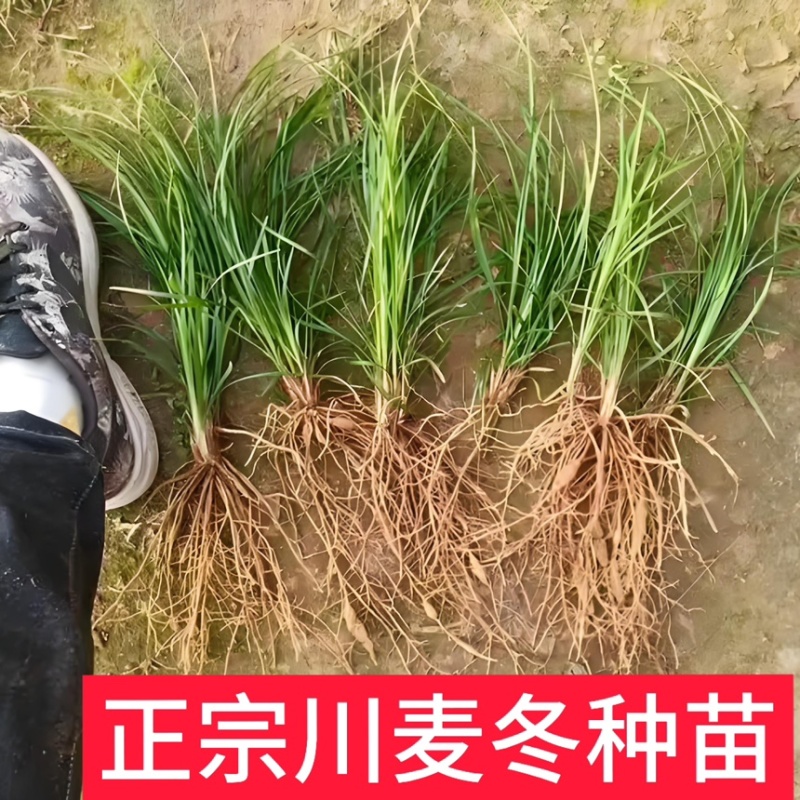 川麦冬种苗基地现挖现发新鲜免修剪直供批发零售