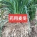 川麦冬种苗基地现挖现发新鲜免修剪直供批发零售
