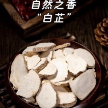 当季新产精品白芷圆片、粉足、颜色鲜亮、香味浓郁……！